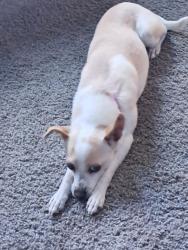 Lost Female Dog last seen Midkif, Midland, TX 79701