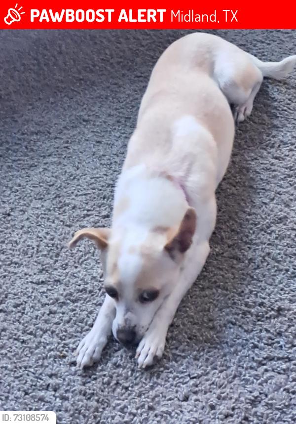 Lost Female Dog last seen Midkif, Midland, TX 79701