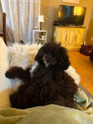 Lost Female Dog last seen West 25 st and daisy ave Cleveland, Ohio 44102, Cleveland, OH 44109
