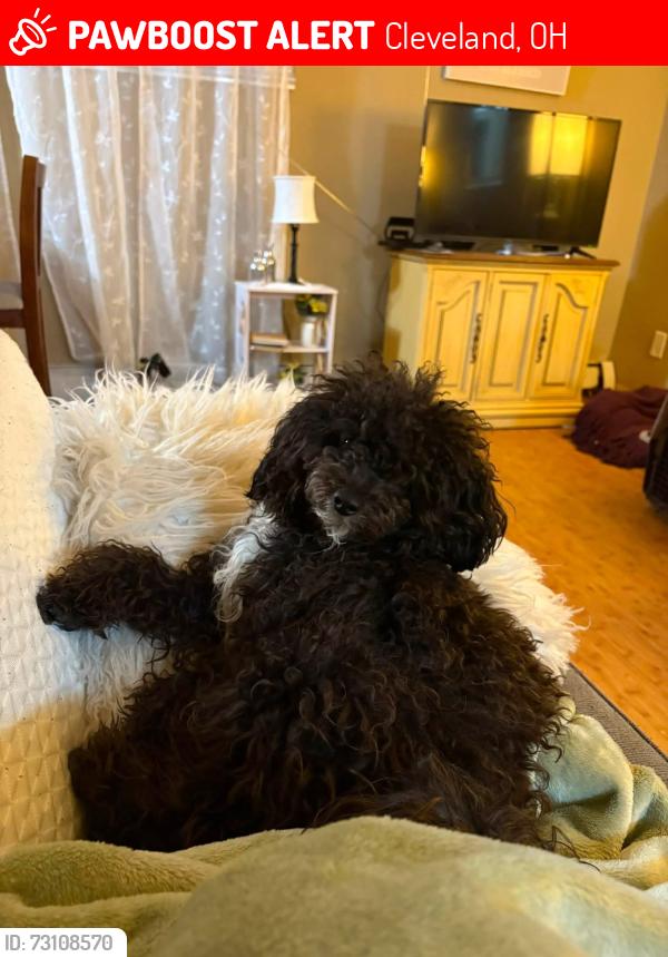 Lost Female Dog last seen West 25 st and daisy ave Cleveland, Ohio 44102, Cleveland, OH 44109
