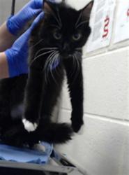 Shelter Stray Female Cat last seen Near BLOCK DUNROBIN DR, HOPE MILLS NC 28348, 4704 Corporation Dr, Fayetteville, NC 28306, USA