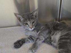 Shelter Stray Female Cat last seen , 11232 B Ave, Auburn, CA 95603, USA
