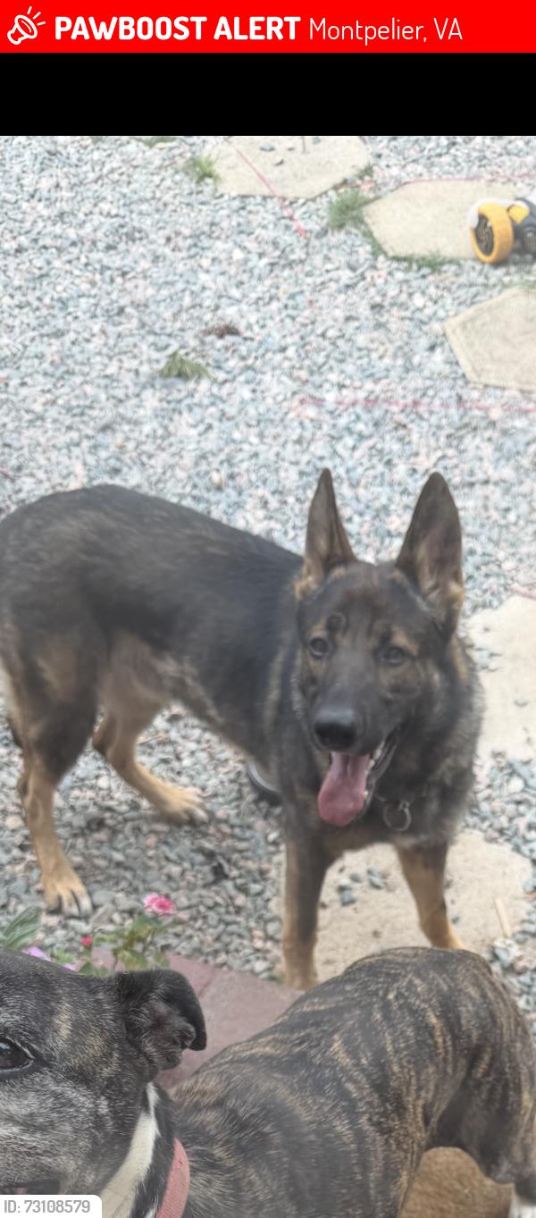 Lost Male Dog last seen Old ridge and gun barrel, Montpelier, VA 23192