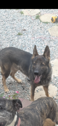 Lost Male Dog last seen Old ridge and gun barrel, Montpelier, VA 23192