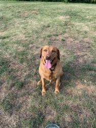 Reunited Female Dog last seen Zimmerman and Shuman, Carlisle, PA 17015