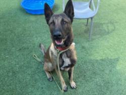 Shelter Stray Male Dog last seen , 3201 Lacy St, Los Angeles, CA 90031, USA