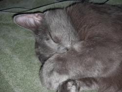 Lost Male Cat last seen Kingswood and Waco Way, Fort Worth, TX 76133