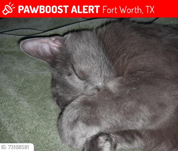 Lost Male Cat last seen Kingswood and Waco Way, Fort Worth, TX 76133
