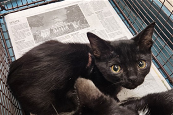 Shelter Stray Female Cat last seen , 3201 Lacy St, Los Angeles, CA 90031, USA