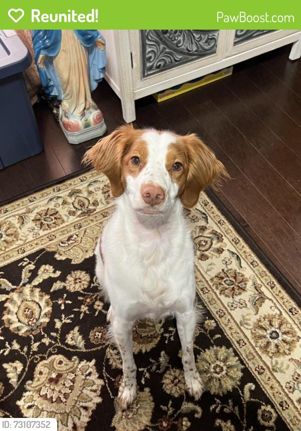 Reunited Female Dog last seen Magee road , Sewickley, PA 15143