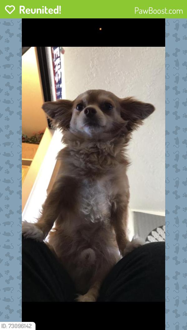 Reunited Male Dog last seen Victorville, CA, USA, Victorville, CA 92307