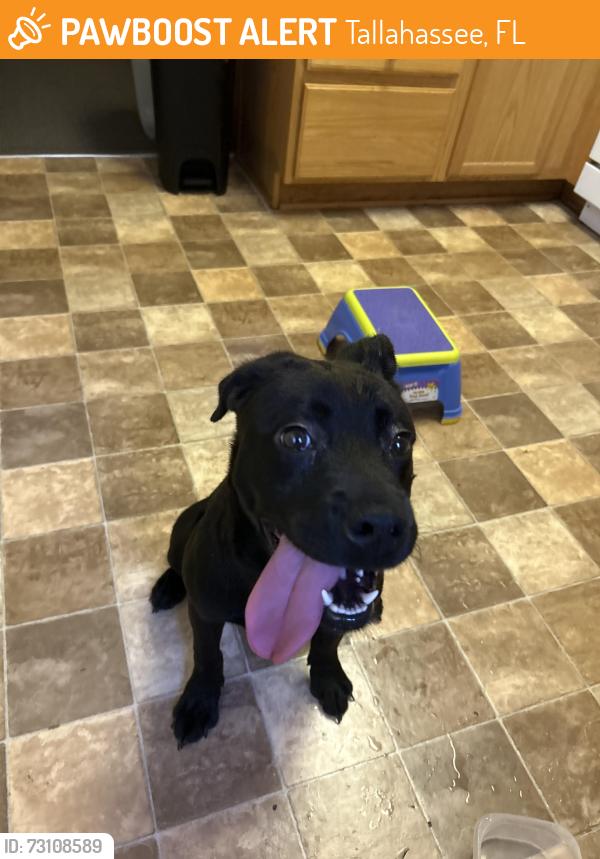 Found/Stray Female Dog last seen Brevard St and Woodward Ave, Tallahassee, FL 32304