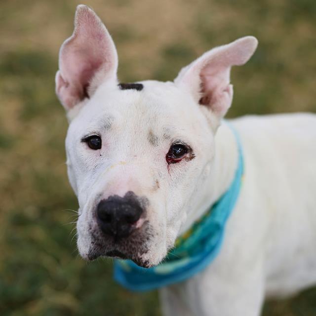 Shelter Stray Male Dog last seen Near BLOCK SILVER OAKS, 4710 TX-151, San Antonio, TX 78227, USA