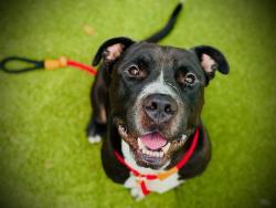 Shelter Stray Male Dog last seen , 2769 Conroy Rd, Orlando, FL 32839, USA