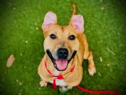 Shelter Stray Male Dog last seen , 2769 Conroy Rd, Orlando, FL 32839, USA