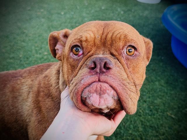 Shelter Stray Male Dog last seen , 2769 Conroy Rd, Orlando, FL 32839, USA