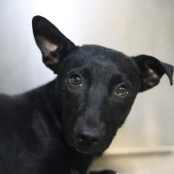 Shelter Stray Male Dog last seen Near BLOCK PECAN VALLEY, 4710 TX-151, San Antonio, TX 78227, USA