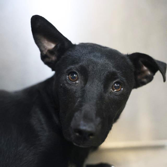 Shelter Stray Male Dog last seen Near BLOCK PECAN VALLEY, 4710 TX-151, San Antonio, TX 78227, USA