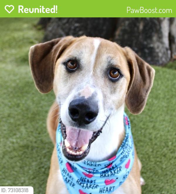 Reunited Male Dog last seen near trailer park on lado dr, Wesley Chapel, FL 33543