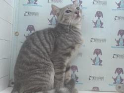 Shelter Stray Male Cat last seen , 2769 Conroy Rd, Orlando, FL 32839, USA