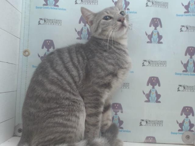 Shelter Stray Male Cat last seen , 2769 Conroy Rd, Orlando, FL 32839, USA