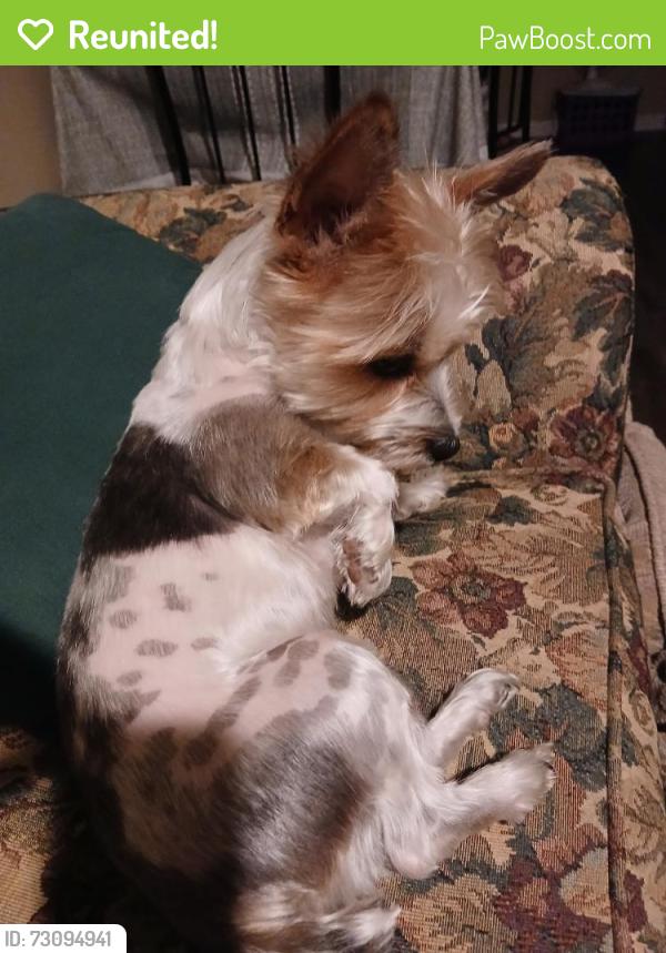 Reunited Female Dog last seen 6th place Gadsden Alabama Colley apmts, Gadsden, AL 35901