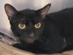 Shelter Stray Male Cat last seen , 957 N Gaffey St, San Pedro, CA 90731, USA