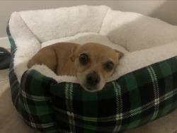 Lost Female Dog last seen Westrock dr, Colt Dr, San Antonio, TX 78227