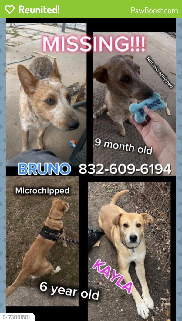 Reunited Unknown Dog last seen South Houston, South Houston, TX 77587