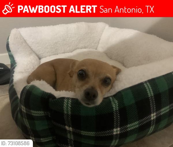 Lost Female Dog last seen Westrock dr, Colt Dr, San Antonio, TX 78227