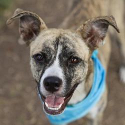 Shelter Stray Female Dog last seen SOMERSET RD, 4710 TX-151, San Antonio, TX 78227, USA