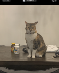 Lost Female Cat last seen Quakertown and hart, Los Angeles, CA 91364