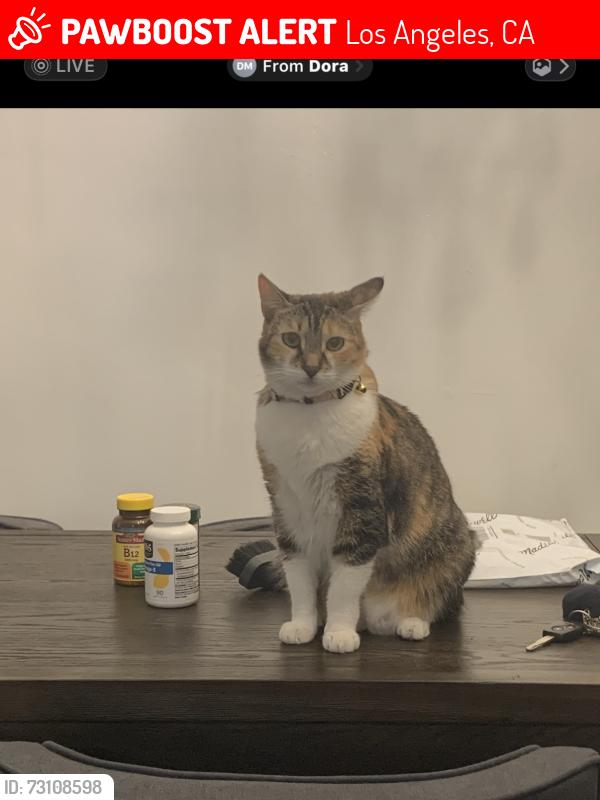 Lost Female Cat last seen Quakertown and hart, Los Angeles, CA 91364