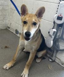 Shelter Stray Male Dog last seen , 333 Chandler Pl, San Bernardino, CA 92408, USA