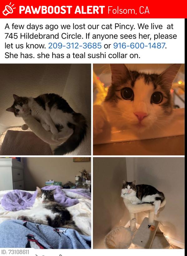 Lost Female Cat last seen Empire Ranch and Broadstone, Folsom, CA 95630