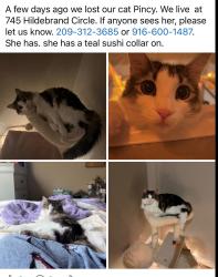 Lost Female Cat last seen Empire Ranch and Broadstone, Folsom, CA 95630