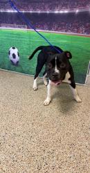 Shelter Stray Male Dog last seen Near BLOCK NW 14 ST, 3599 NW 79th Ave, Doral, FL 33122, USA