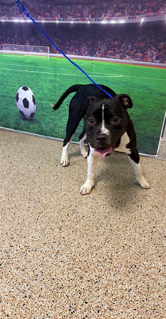 Shelter Stray Male Dog last seen Near BLOCK NW 14 ST, 3599 NW 79th Ave, Doral, FL 33122, USA