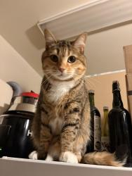 Reunited Female Cat last seen Vimont area, behind cité de la santé hosp, Laval, QC H7M 4G7