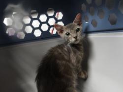 Shelter Stray Male Cat last seen , 11361 W Pico Blvd, Los Angeles, CA 90064, USA