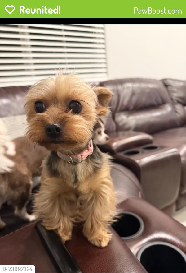 Reunited Female Dog last seen Near Rex Fortune Elementary School, Market St & Longmire, Roseville, CA 95747