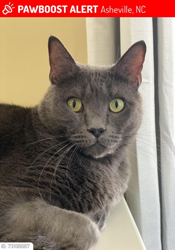 Lost Male Cat last seen Edgewood rd s, Asheville, NC 28803