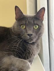 Lost Male Cat last seen Edgewood rd s, Asheville, NC 28803
