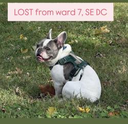 Reunited Male Dog last seen Pennsylvania and Minnesota Aves SE, Washington, DC 20020