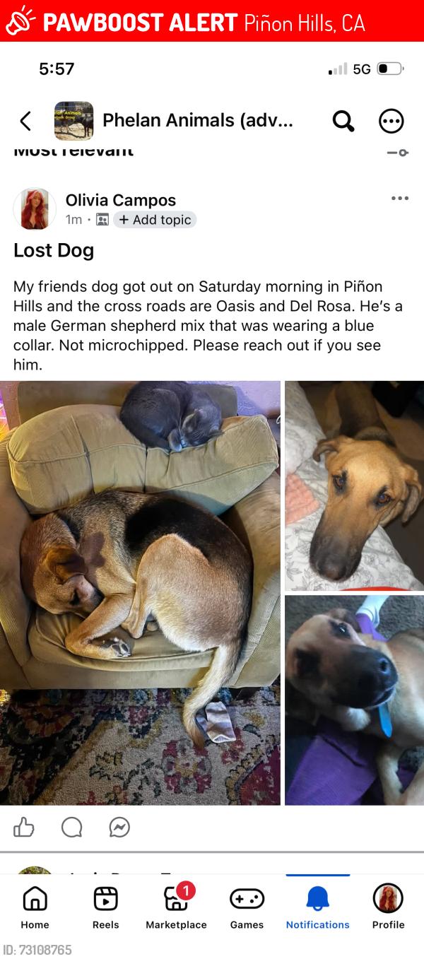 Lost Male Dog last seen Oasis rd, Piñon Hills, CA 92372