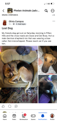 Lost Male Dog last seen Oasis rd, Piñon Hills, CA 92372