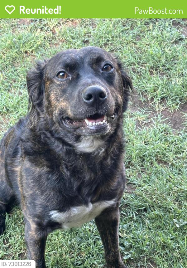 Reunited Male Dog last seen Quaker Ave going towards the lake, Lubbock, TX 79401