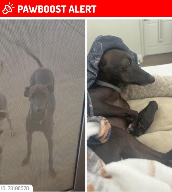 Lost Male Dog last seen East and Banyan Etiwanda Intermediate and The Dog Park, Rancho Cucamonga, CA 91701