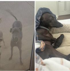 Lost Male Dog last seen East and Banyan Etiwanda Intermediate and The Dog Park, Rancho Cucamonga, CA 91701
