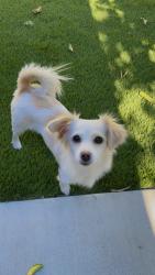 Lost Female Dog last seen Menlo and san jacino, Hemet, CA 92543